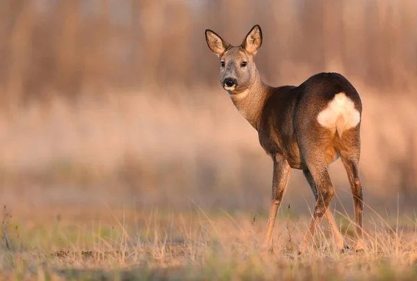 Neugierige Rehe Natürlichem Lebensraum — Stockfoto