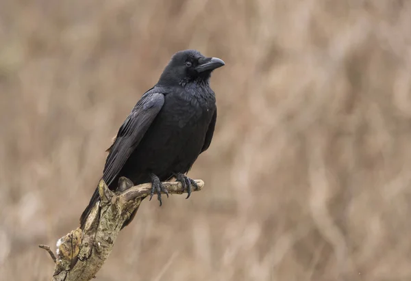 Vista Cerca Del Cuervo Negro Hábitat Natural —  Fotos de Stock