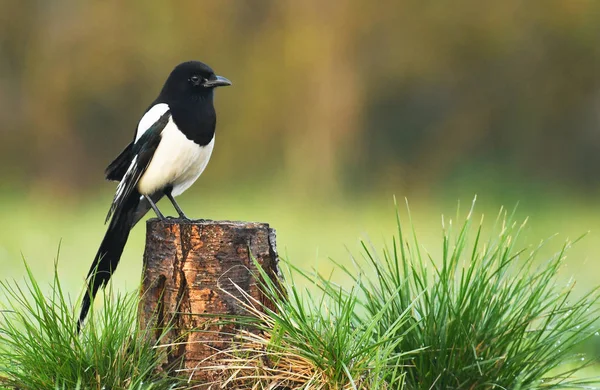 Vista Perto Magpie Habitat Natural — Fotografia de Stock