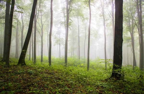 夏霧の森で美しい朝 — ストック写真