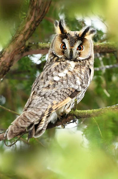 Lange Eared Owl Asio Otus — Stockfoto