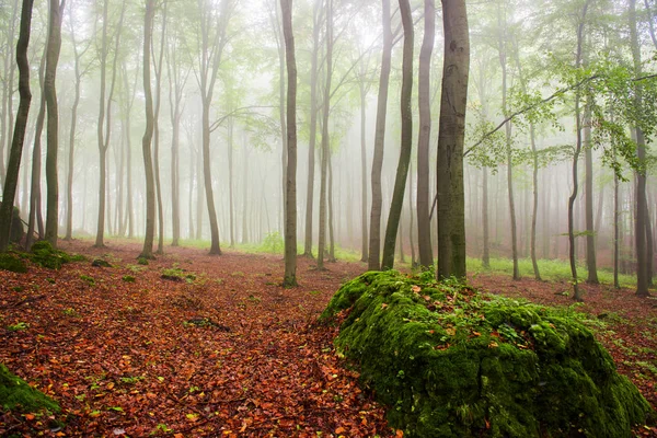 Bela Manhã Verão Floresta Nebulosa — Fotografia de Stock