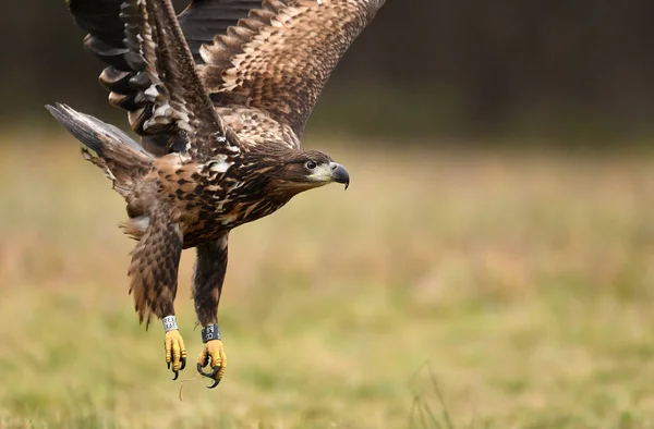 Aquila Dalla Coda Bianca Habitat Naturale — Foto Stock