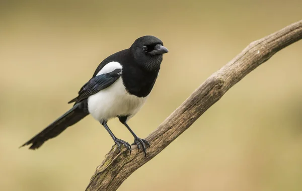 Vista Perto Magpie Habitat Natural — Fotografia de Stock