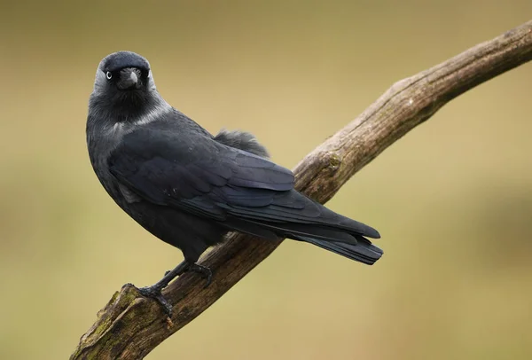Jackdaw Crow Corvus Monedula — 图库照片