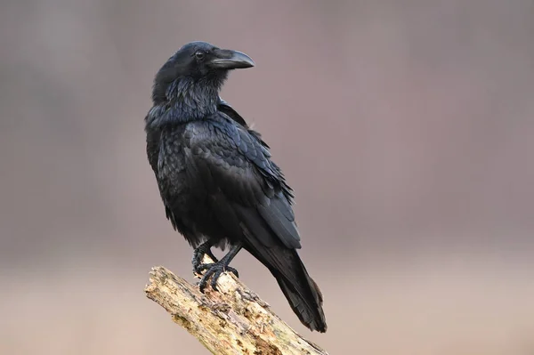 在自然栖息地关闭黑乌鸦的视线 — 图库照片