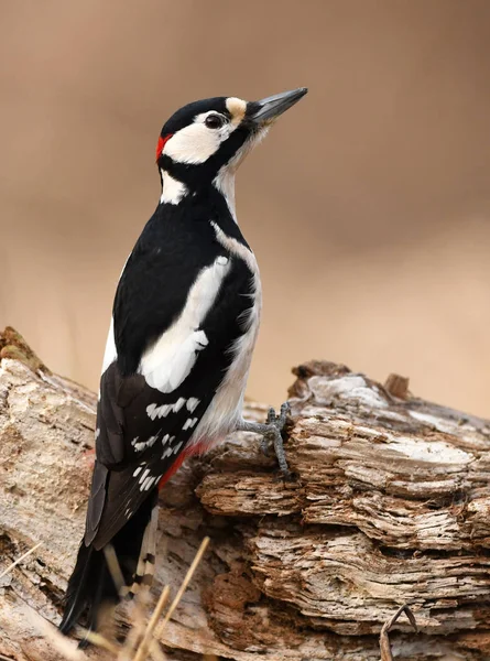 Nahaufnahme Von Buntspecht — Stockfoto