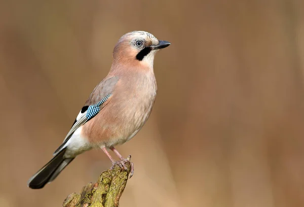 Close View Cute Eurasian Jay — Stock Photo, Image