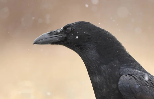 Vue Rapprochée Corbeau Noir Dans Habitat Naturel — Photo