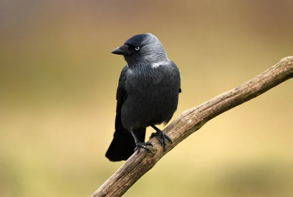 Jackdaw Crow คอร วาส โมเนด — ภาพถ่ายสต็อก