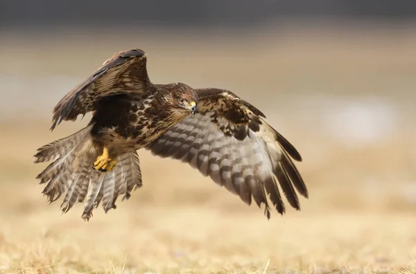 Close View Common Buzzard Natural Habitat — Stock Photo, Image