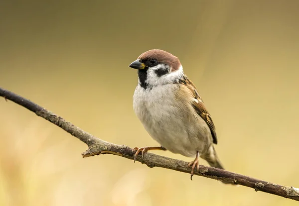 Close View Tree Sparrow Natural Habitat — Stock Photo, Image