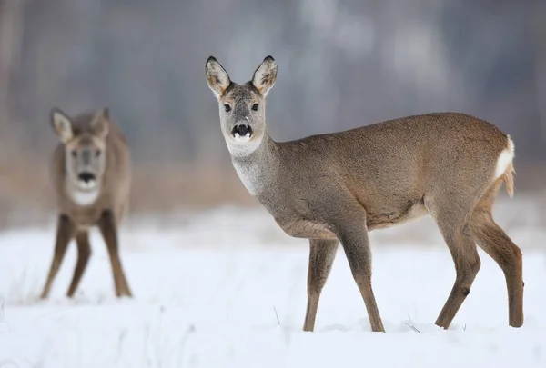 Reeën Capreolus Capreolus — Stockfoto