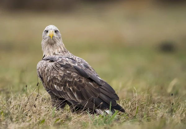 Beyaz kuyruklu kartal doğal ortamlarında