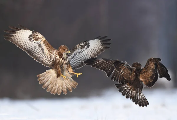 Buzzards Comuns Lutando Habitat Natural — Fotografia de Stock