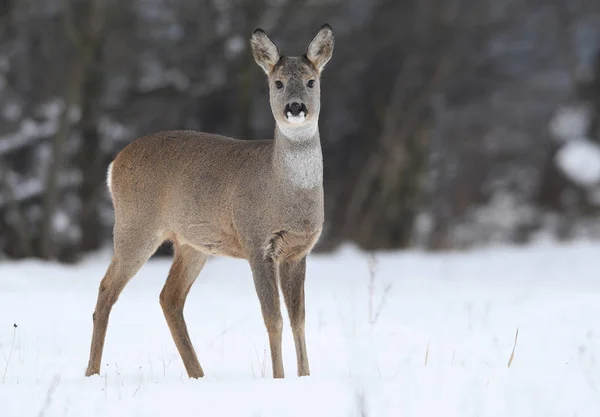 Nieuwsgierig Reeën Natuurlijke Habitat — Stockfoto