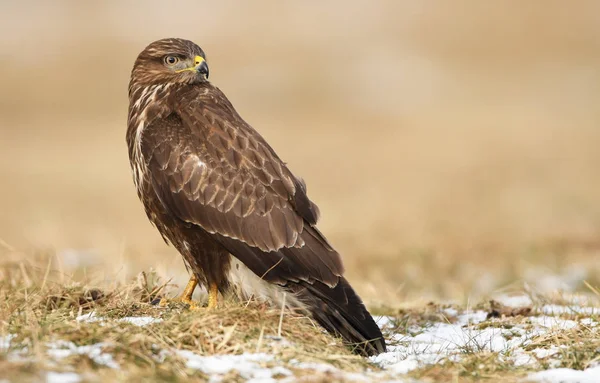 Vista Perto Buzzard Comum Habitat Natural — Fotografia de Stock