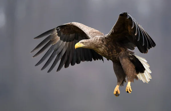 White Tailed Eagle Naturalnym Środowisku — Zdjęcie stockowe