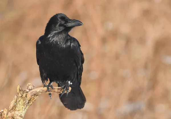 Close Van Zwarte Raaf Natuurlijke Habitat — Stockfoto