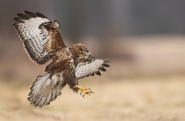 Close up view of Common buzzard in natural habitat