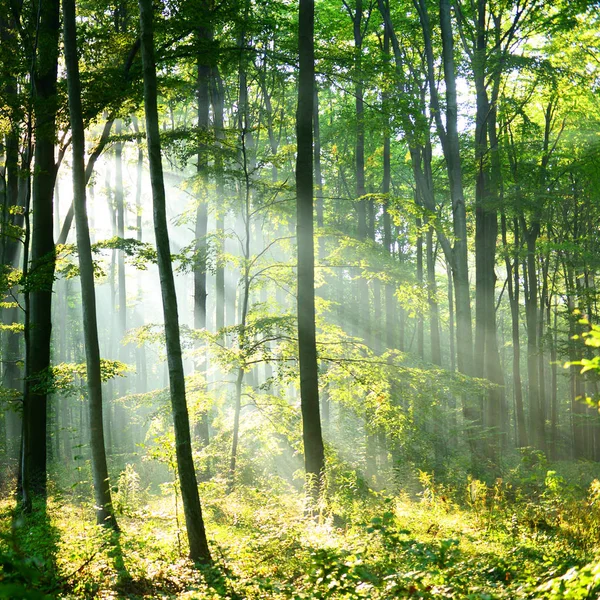 Beau Soleil Matin Dans Forêt Été — Photo