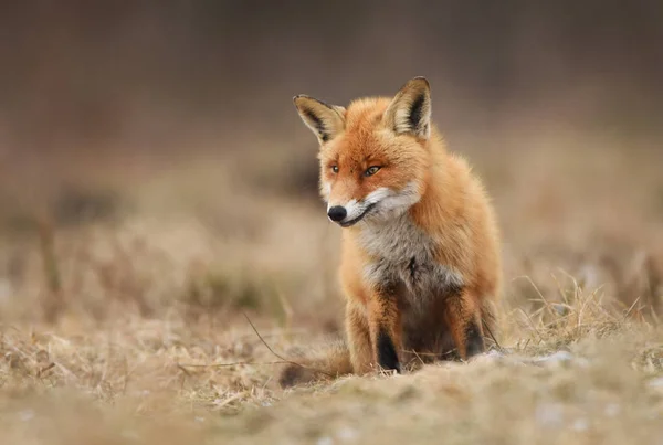 Zbliżenie Fox Naturalnym Środowisku — Zdjęcie stockowe