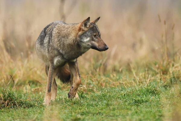 Wild Grijze Wolf Natuurlijke Habitat — Stockfoto