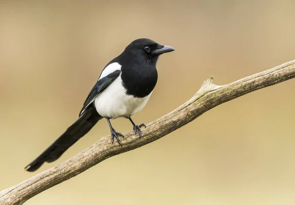 Close View Magpie Natural Habitat — Stock Photo, Image