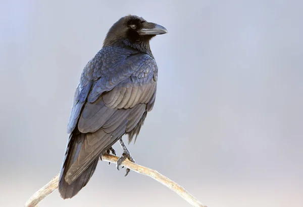 Stäng Upp Svart Korp Naturliga Livsmiljö — Stockfoto