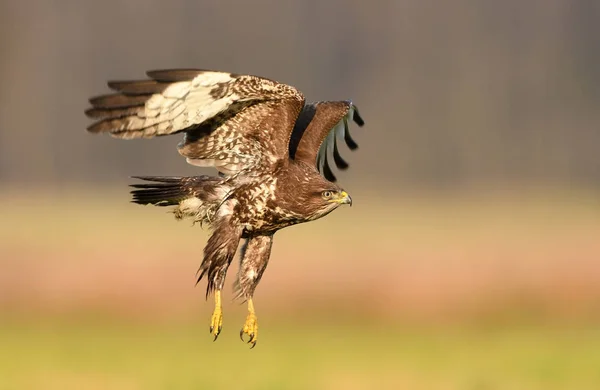 Närbild Bild Ormvråk Naturliga Livsmiljö — Stockfoto