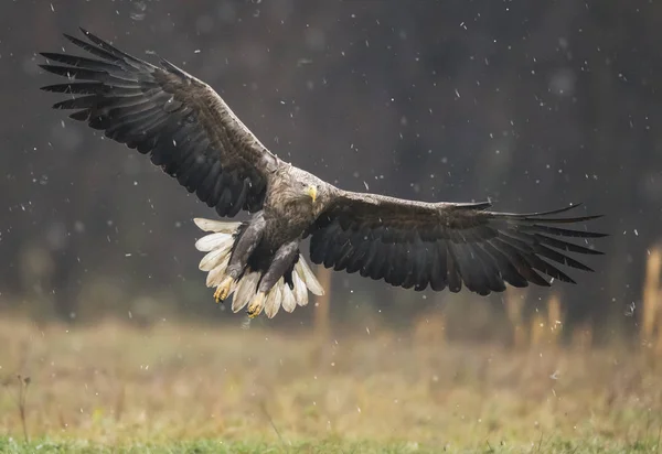 Vit Tailed Eagle Naturliga Livsmiljö — Stockfoto