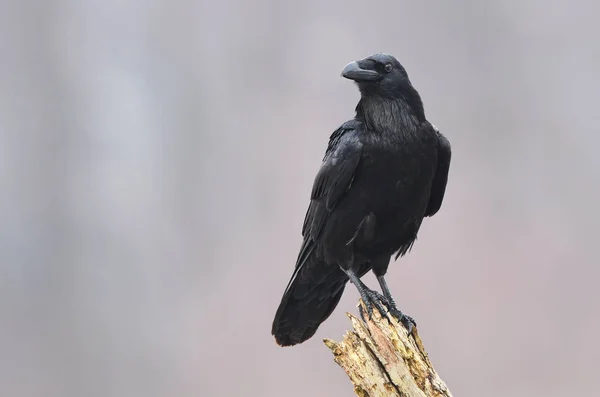 Vista Perto Raven Preto Habitat Natural — Fotografia de Stock