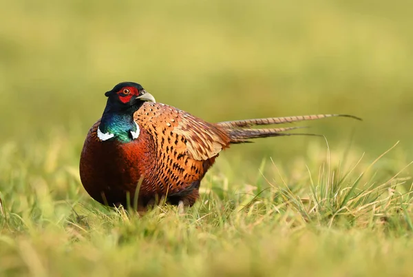 Close Van Ringneck Fazant Natuurlijke Habitat — Stockfoto