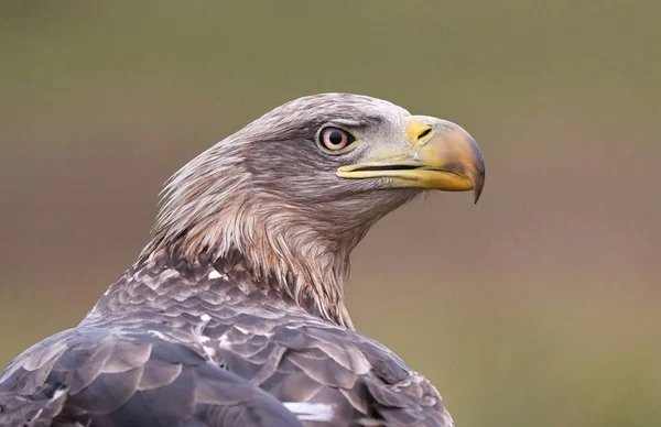 Águila Cola Blanca Hábitat Natural — Foto de Stock