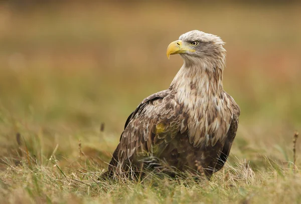 Seeadler Natürlichem Lebensraum — Stockfoto