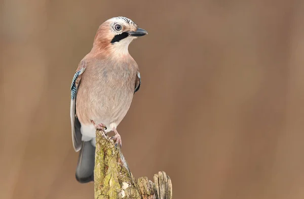 Close View Cute Eurasian Jay — Stock Photo, Image