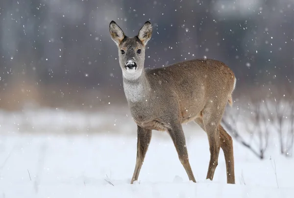 Curious Roe Deer Natural Habitat — Stock Photo, Image