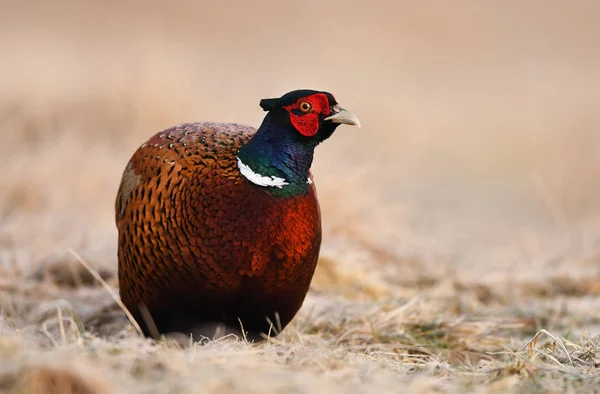 Vue Rapprochée Faisan Collier Dans Habitat Naturel — Photo