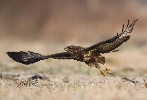 Vista Ravvicinata Della Poiana Comune Nell Habitat Naturale — Foto Stock