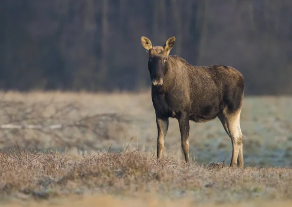 Big Moose Habitat Natural Outono — Fotografia de Stock