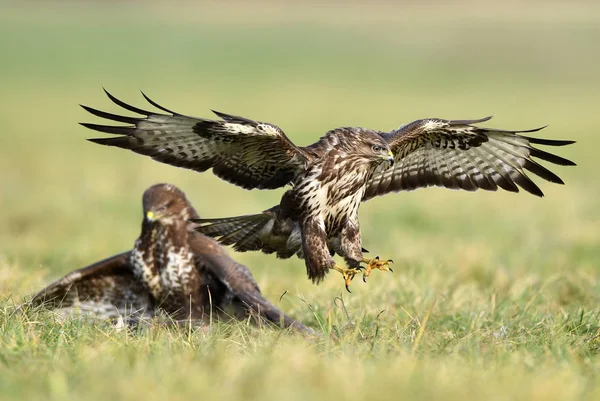Common Buzzard Fighting Green Meadow — Stock Photo, Image