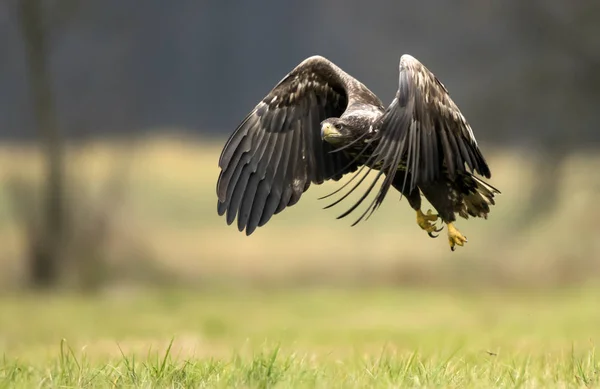 Seeadler Natürlichem Lebensraum — Stockfoto