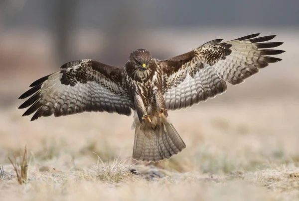 Nahaufnahme Von Mäusebussard Natürlichem Lebensraum — Stockfoto