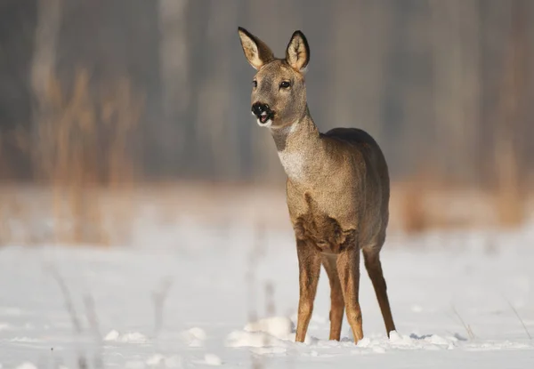 Curieux Chevreuil Dans Habitat Naturel — Photo