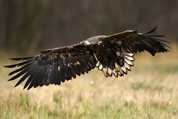 Aigle Queue Blanche Dans Habitat Naturel — Photo