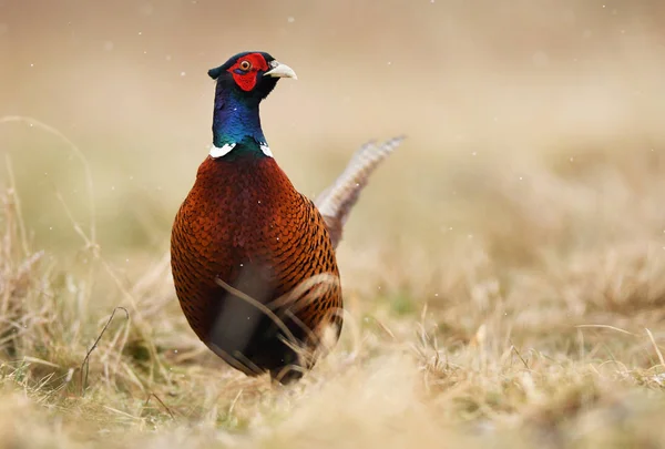 Крупним Планом Подання Фазан Ringneck Природному Середовищі Існування — стокове фото