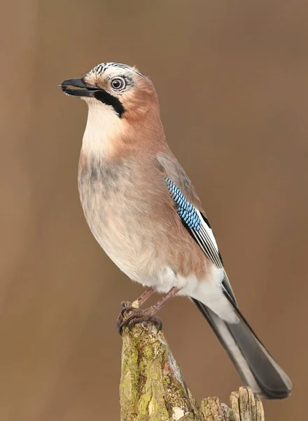 Close View Cute Eurasian Jay — Stock Photo, Image