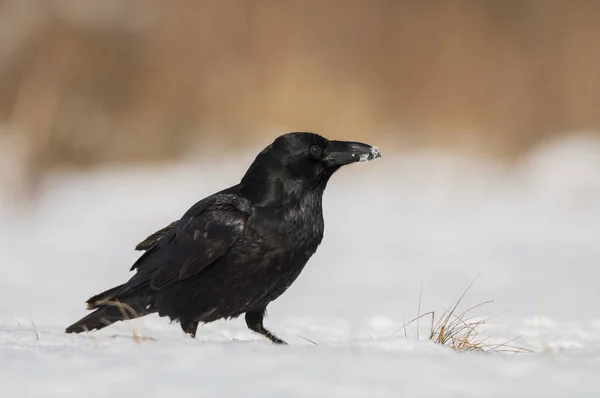 Vue Rapprochée Corbeau Noir Dans Habitat Naturel — Photo