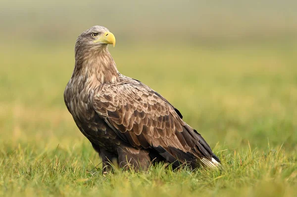 Águila Cola Blanca Hábitat Natural — Foto de Stock