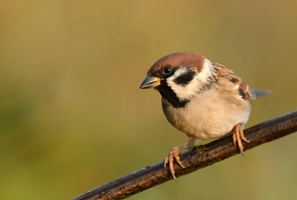 Close View Tree Sparrow Natural Habitat — Stock Photo, Image